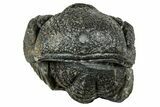 Long, Curled Morocops Trilobite - Morocco #323504-2